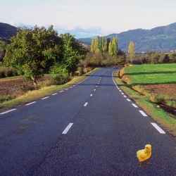Pollo en la carretera