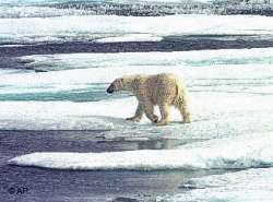 Cada vez menos hielo para los osos polares